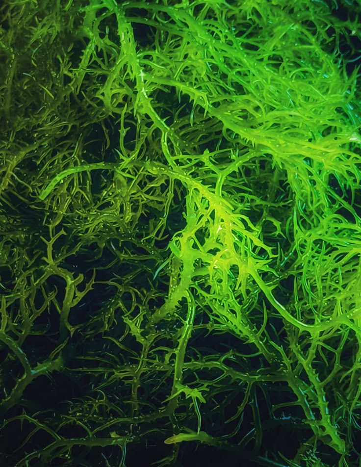 Algae